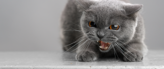 Chat agressif
